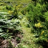 Plants: image 73 Of 208 Thumb